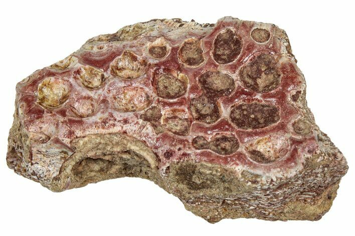 Triassic Temnospondyl (Primitive Amphibian) Scute Section - Texas #315821